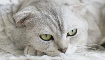 博尔塔拉蒙古高价社保卡有效期查询方式的最新政策(2025年博尔塔拉蒙古高价社保卡有效期查询方式是什么分享)